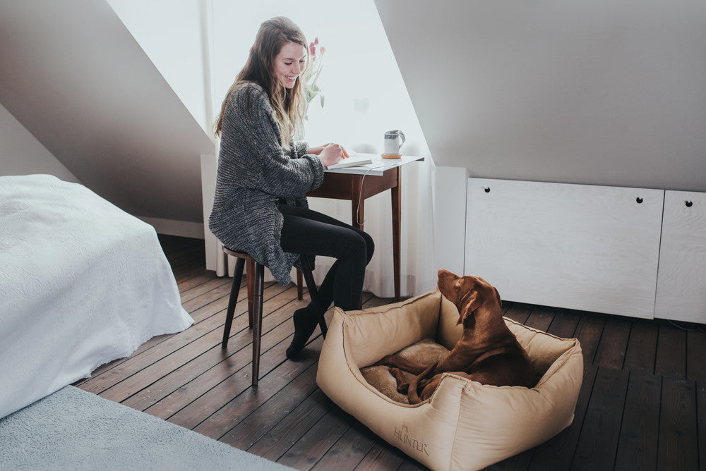 How to manage the quarantine with your dog?