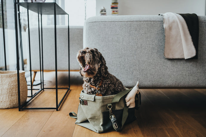How to choose the right pet carrier?