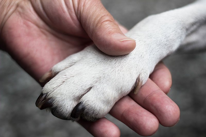 human holding dog paw