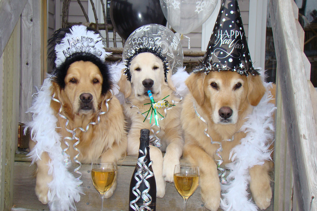 Group of Labrador Retrievers in party outfits