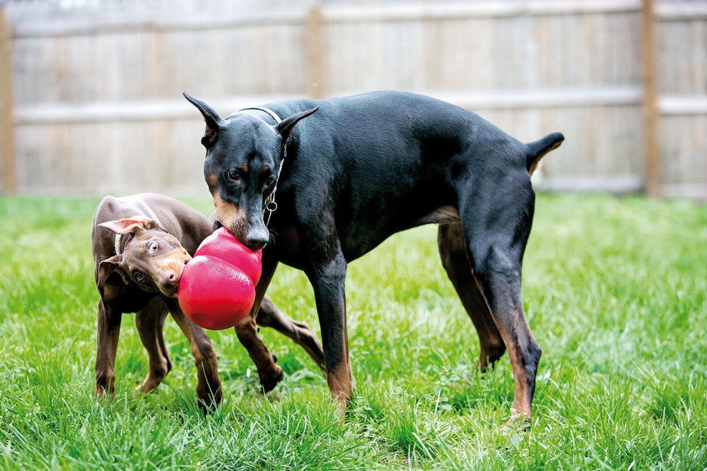 Dogs fighting over large Kong toy