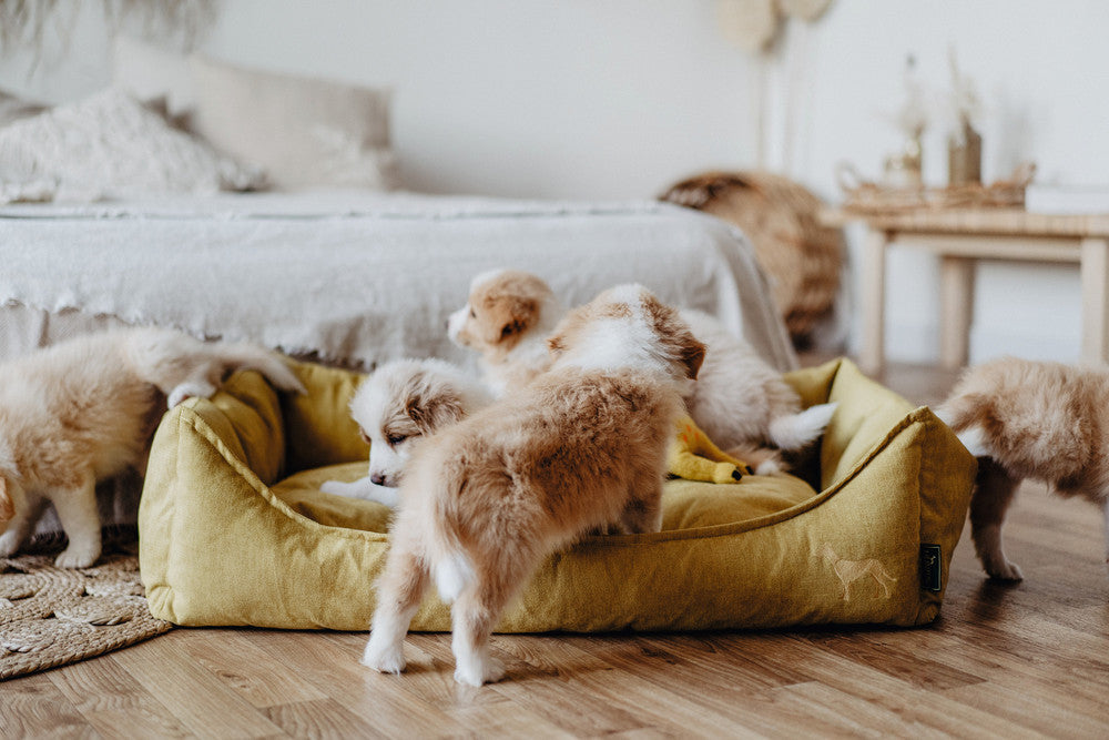 puppies playing on and around dog bed