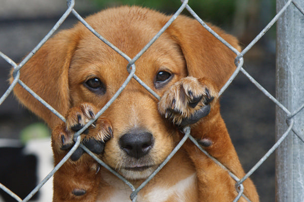 puppy looking through fence
