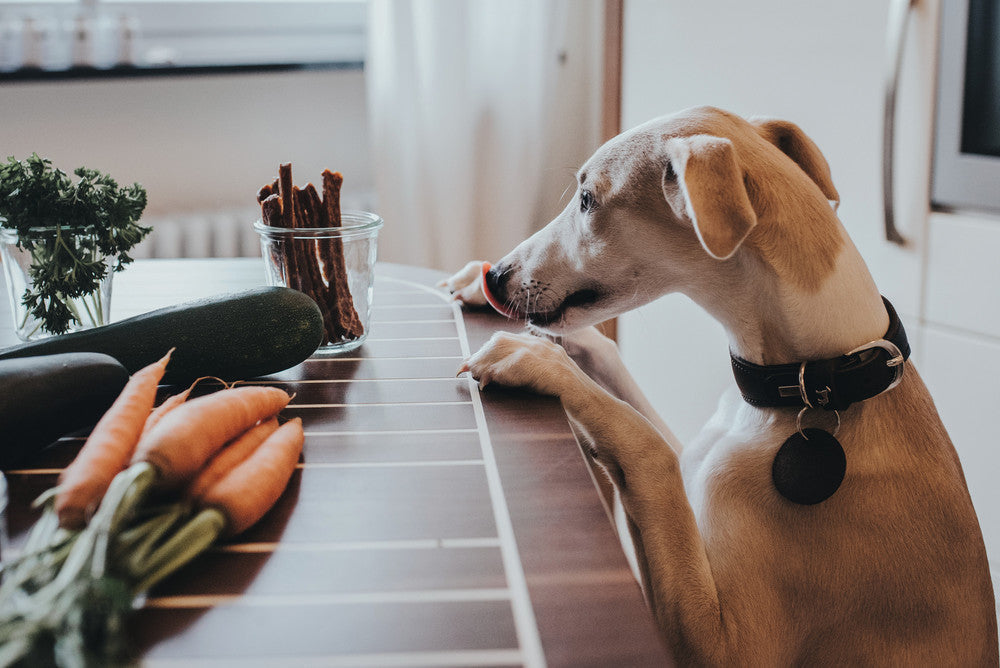 Dog up on counter begging for treats
