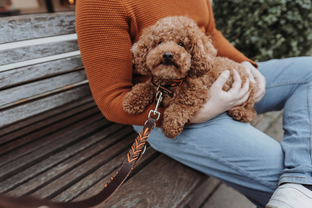 How to Clean and Care for Leather Dog Accessories