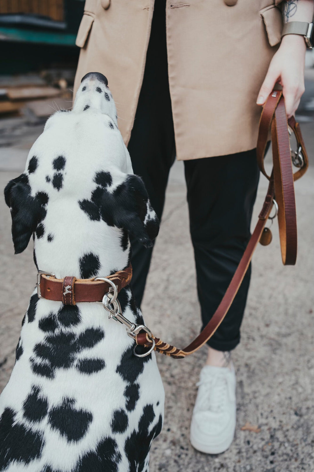 Why Matching Collars and Leashes Elevate Your Dog’s Style