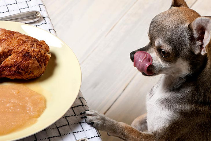 Thanksgiving food your dog can eat