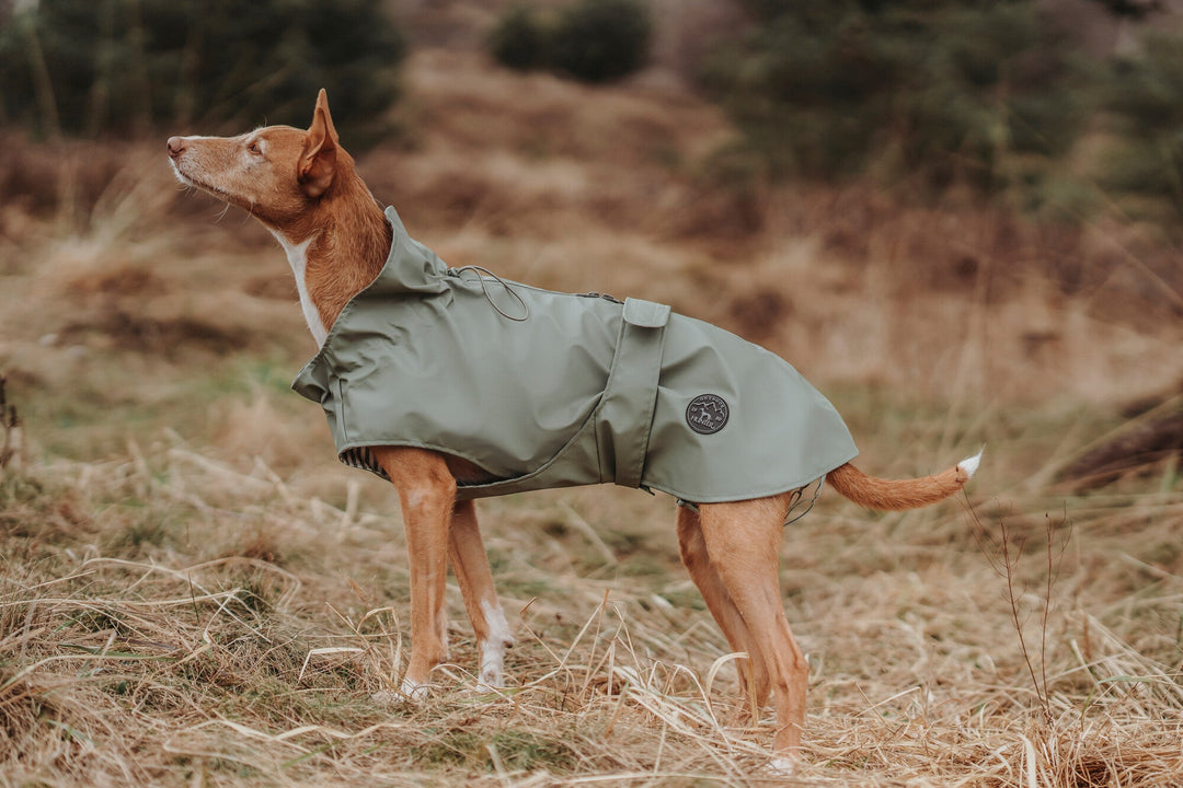 dog in raincoat