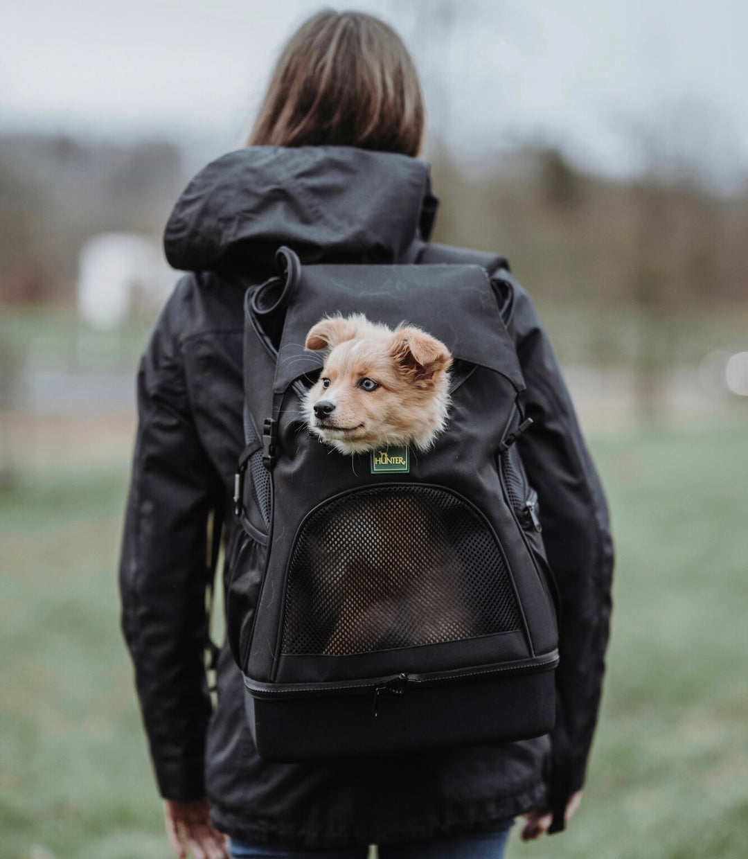 dog inside travel backpack