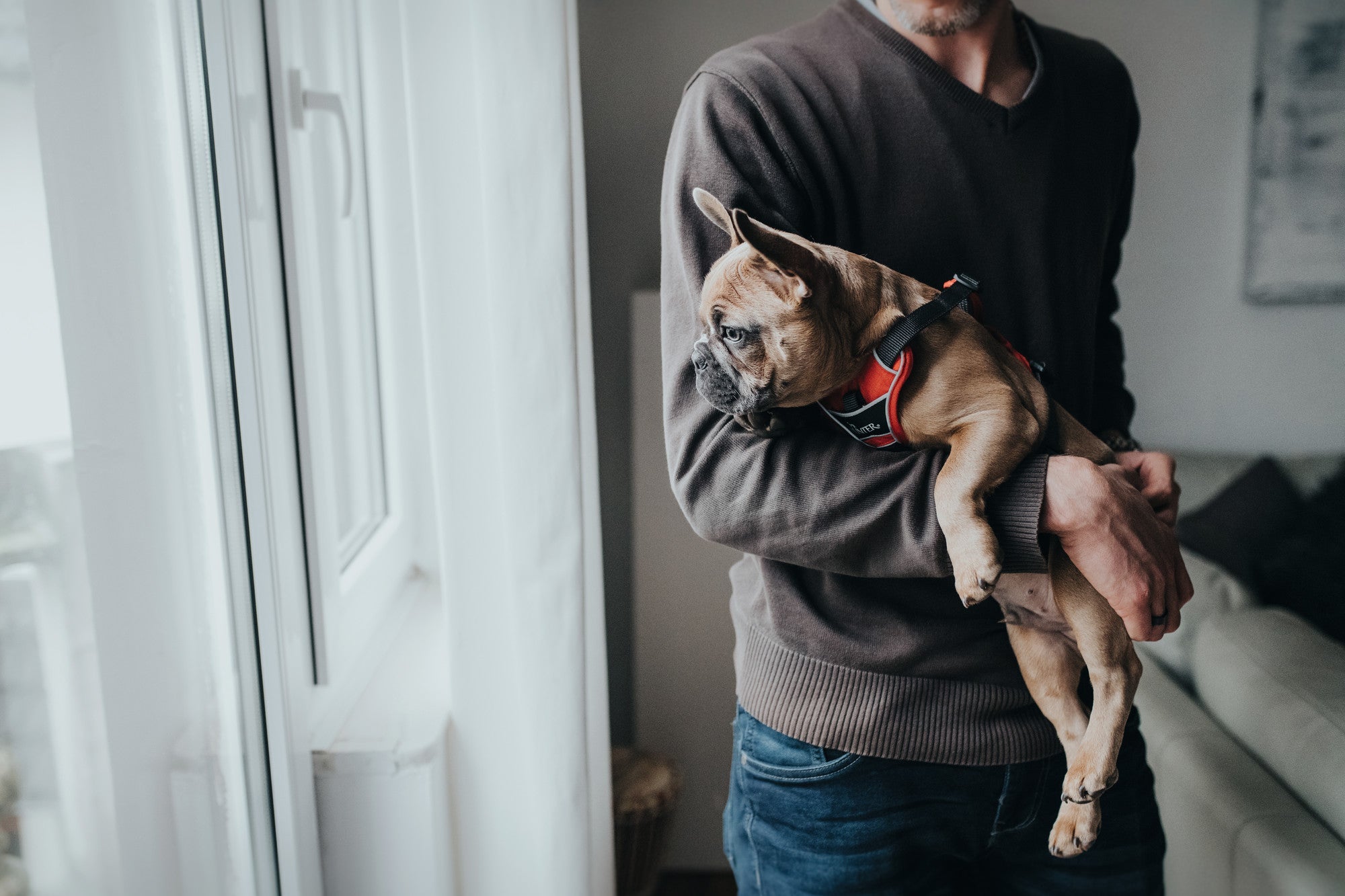 Man holding French bulldog puppy