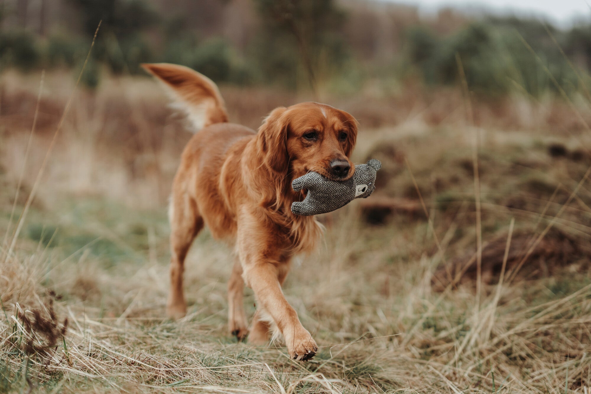 golden retriever with toy in mouth