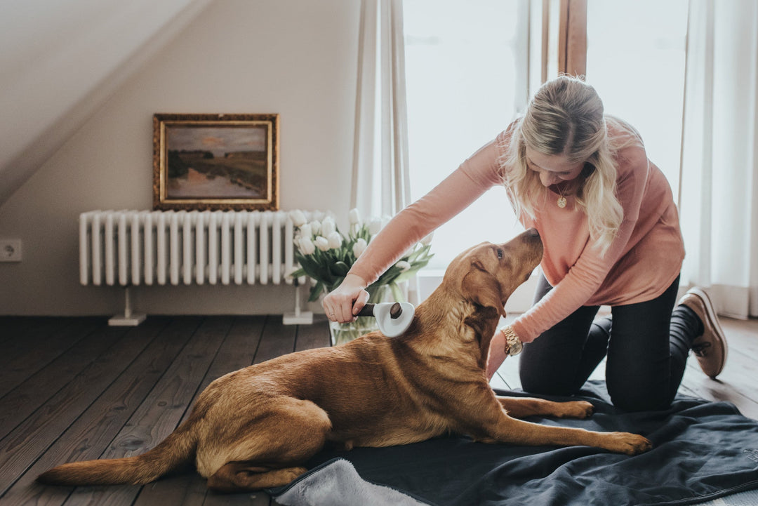 dog being brushed by woman