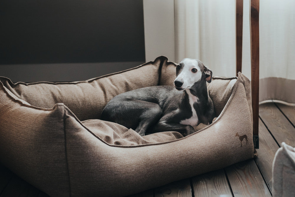 dog in dog bed