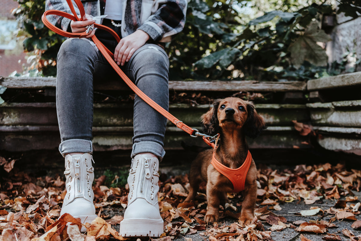 Leashes for Dogs Handmade in Germany Hunter Pet Store