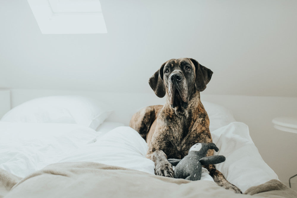 dog in bed with upcycled toy