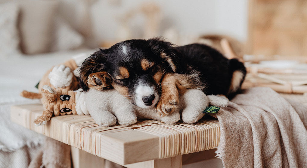 Dog cuddling dog toys