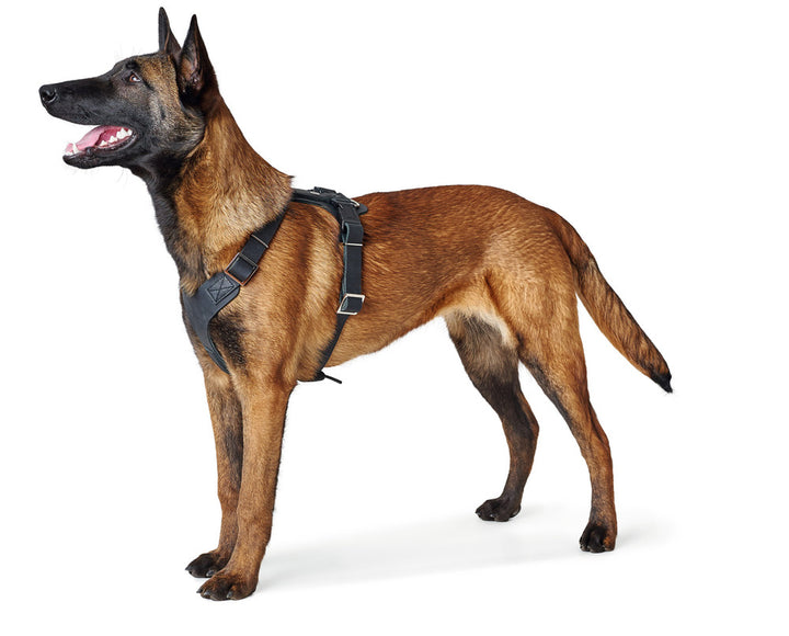 AALBORG Harness - Hunter Pet Store -cow leather -with light plastic clasps -perfect fit thanks to various adjustable settings -simple and functional design -made in Germany