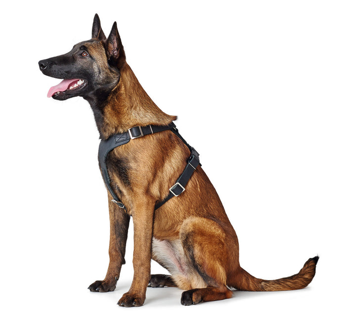 AALBORG Harness - Hunter Pet Store -cow leather -with light plastic clasps -perfect fit thanks to various adjustable settings -simple and functional design -made in Germany
