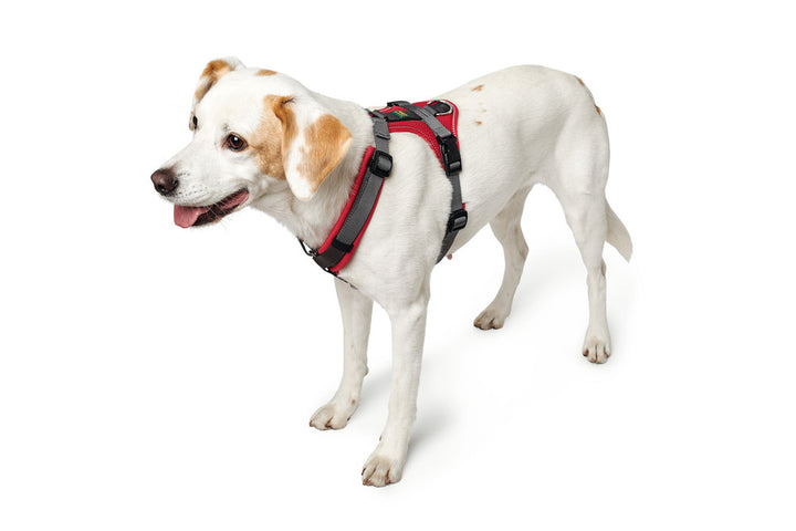 MALDON Harness - Hunter Pet Store -made of especially soft cow nappa leather -particularly stable stop ring -stepless adjustable -fur-friendly due to rounded processing -tear-resistant nylon insert -made in Germany