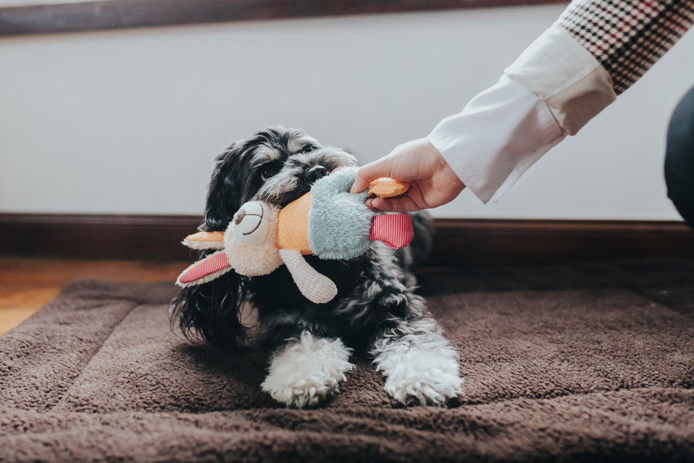 MULI Rabbit Dog Toy - Hunter Pet Store -ideal for puppies and dogs that like to cuddle -with squeaker -washable at 90 °F -7.09 in