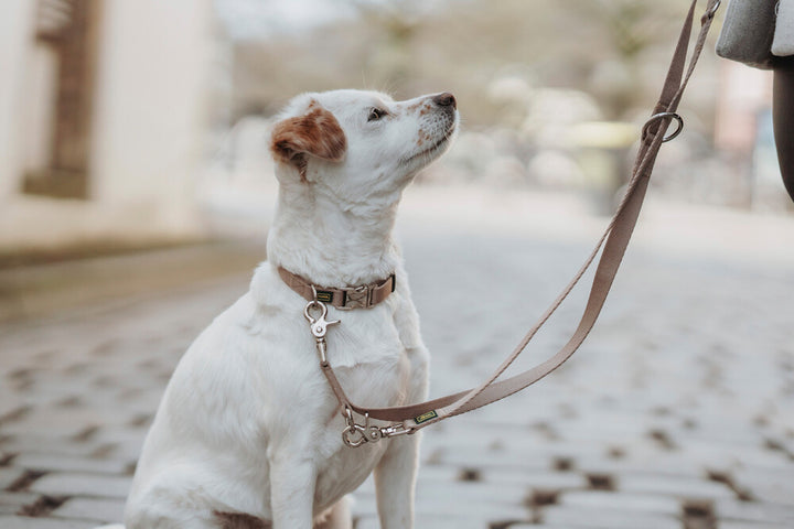 INARI Alu-Strong Collar - Hunter Pet Store -versatile collar for dogs -infinitely adjustable -soft and tear-resistant polyester material -easy to clean and quick drying -with sturdy, lightweight aluminium buckle