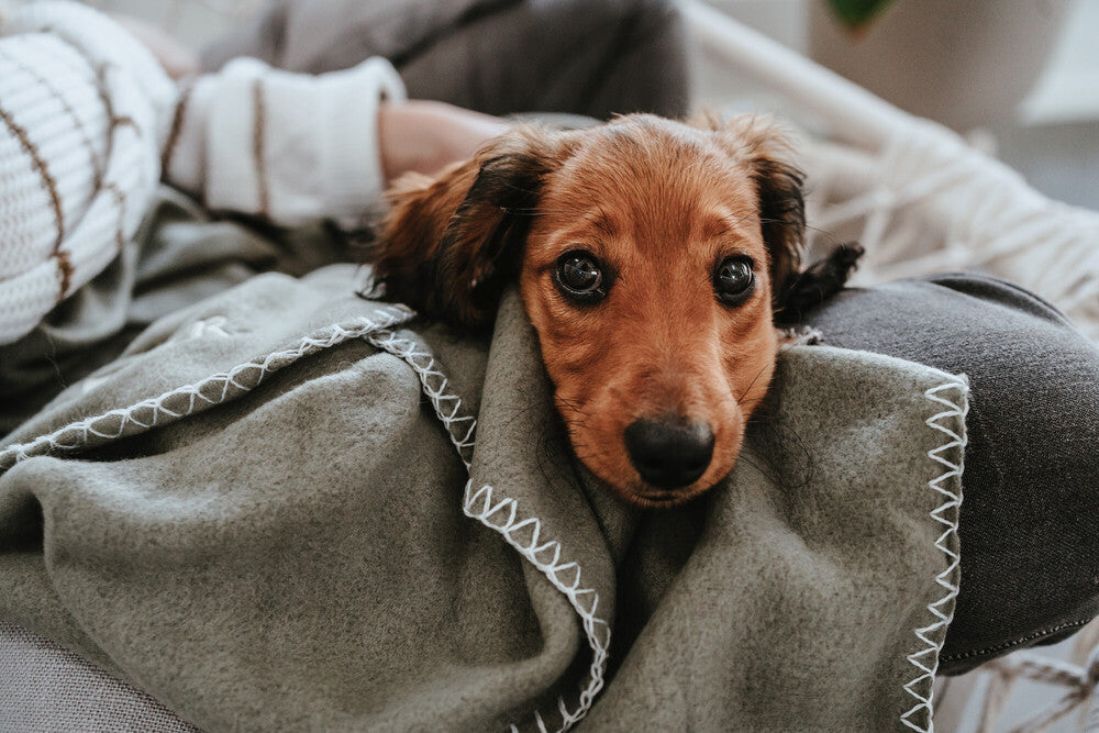 CASPER Blanket - Hunter Pet Store -cozy dog blanket for at home or when traveling -with simple design and discreet HUNTER embroidery -can be used individually or as an insert for transport boxes or dog beds -can be stowed away to save space -washable at 90 °F