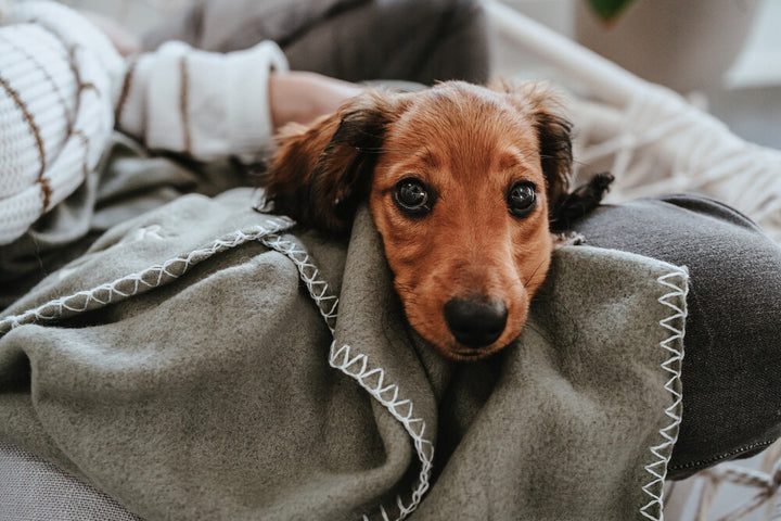 CASPER Blanket - Hunter Pet Store -cozy dog blanket for at home or when traveling -with simple design and discreet HUNTER embroidery -can be used individually or as an insert for transport boxes or dog beds -can be stowed away to save space -washable at 90 °F