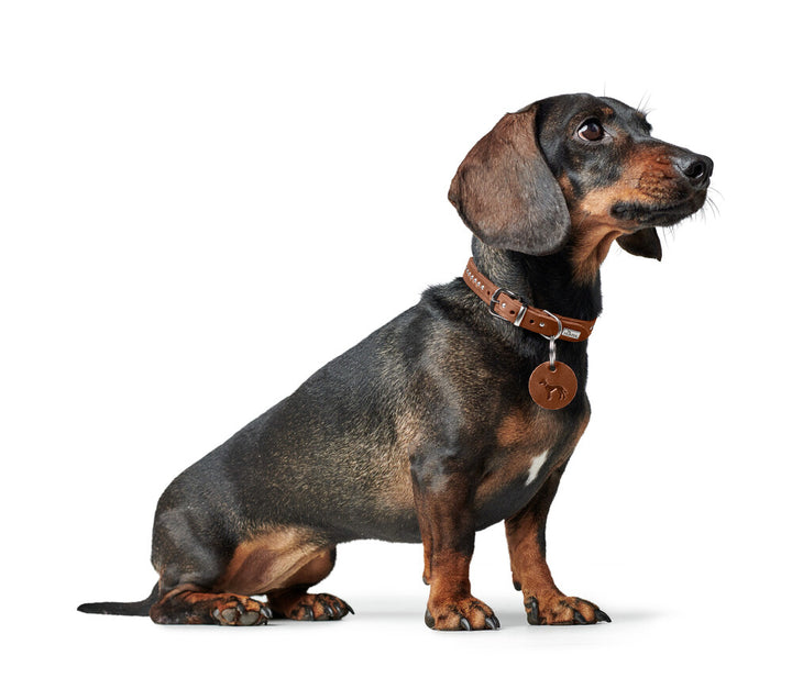 AALBORG Style Collar - Hunter Pet Store -heavily greased full cowhide -durable and hard wearing -with stylish rivet trim -with leather key ring -made in Germany