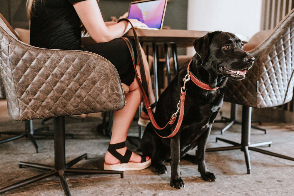 CANADIAN UP Collar - Hunter Pet Store -classic collar for dogs -with premium leather from ecological and socially responsible production -noble and luxurious - for highest demands -particularly soft and supple feel -gentle processing for high wearing comfort
