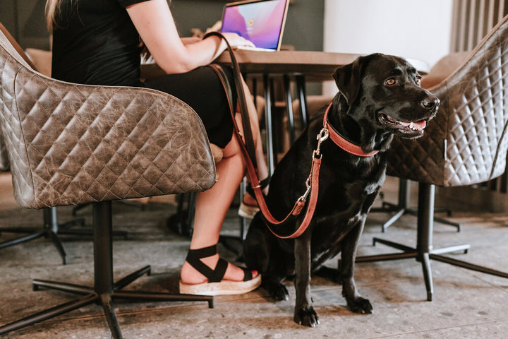 CANADIAN UP Collar - Hunter Pet Store -classic collar for dogs -with premium leather from ecological and socially responsible production -noble and luxurious - for highest demands -particularly soft and supple feel -gentle processing for high wearing comfort