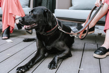 Load image into Gallery viewer, Collar CANADIAN UP