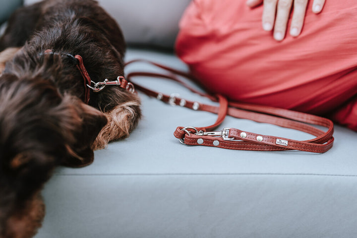 Adjustable Leash CANADIAN UP Petit