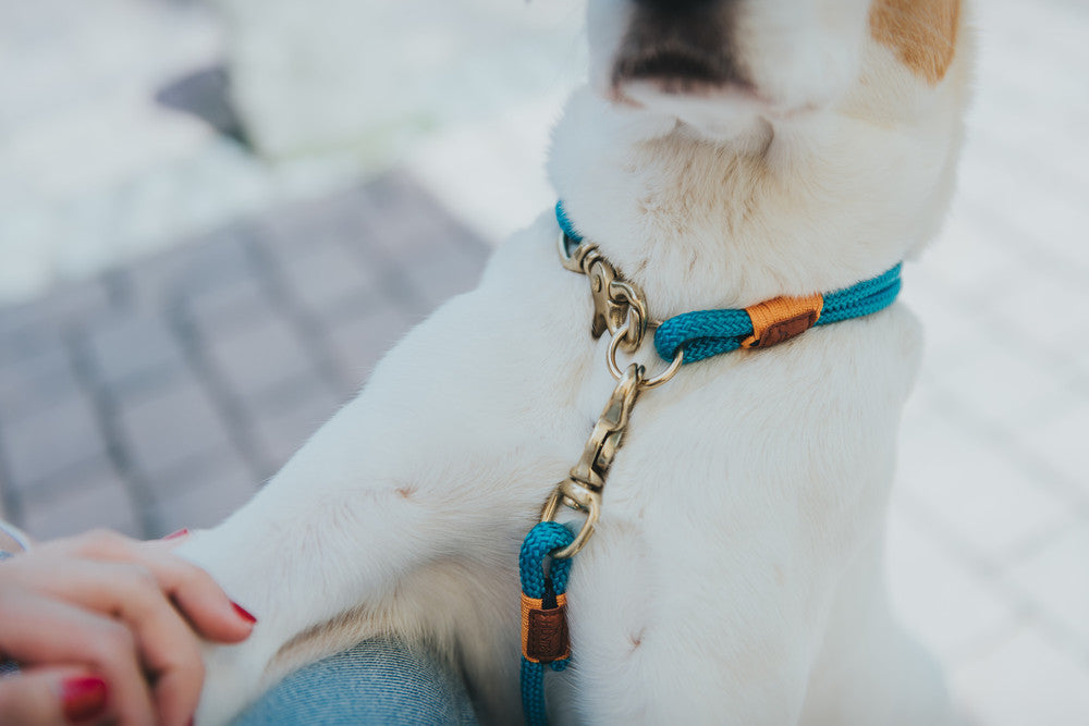 OSS collar - Hunter Pet Store -collar made from two layers of rope -brass fittings -with scissor carabiner -not adjustable -striking color accents