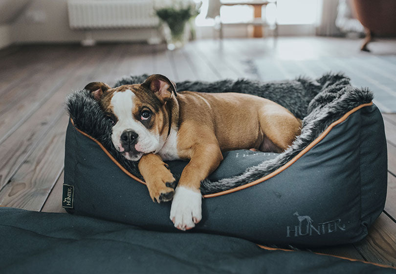 English bulldog puppy