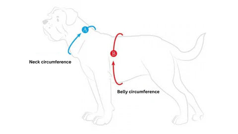 dog accessories measurement instructions