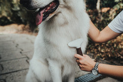 Currycomb untangle SPA - Hunter Pet Store -suitable for dogs with medium-length and long hair -for intensive undercoat grooming -makes it easy to remove dead undercoat fur, even for extremely thick coats -two rows of high-quality stainless steel pins -ergonomic handle with high-quality leather look