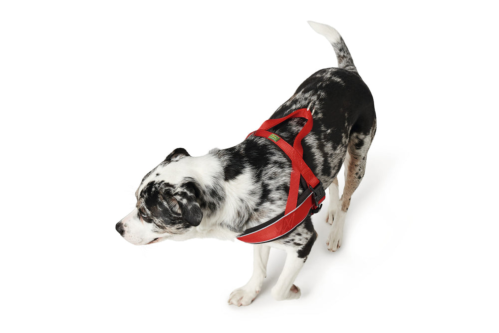 Norwegian RACING Harness - Hunter Pet Store -made of high-quality nylon material -chest, neck and shoulder areas padded with fleece -fur-friendly -with reflective stripes and adjustable belly strap -especially suitable for jogging and cycling with the dog