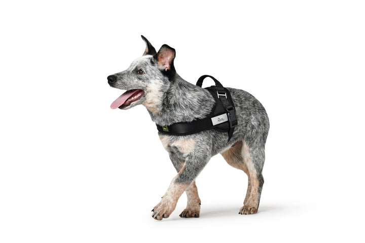 RANGER Norwegian harness - Hunter Pet Store -made of high-quality nylon material with reflective elements -chest and shoulder area padded with fleece -adjustable belly strap -with foldable hand loop -with velcro attachment for individual patches -two velcro inscriptions included, one reflective