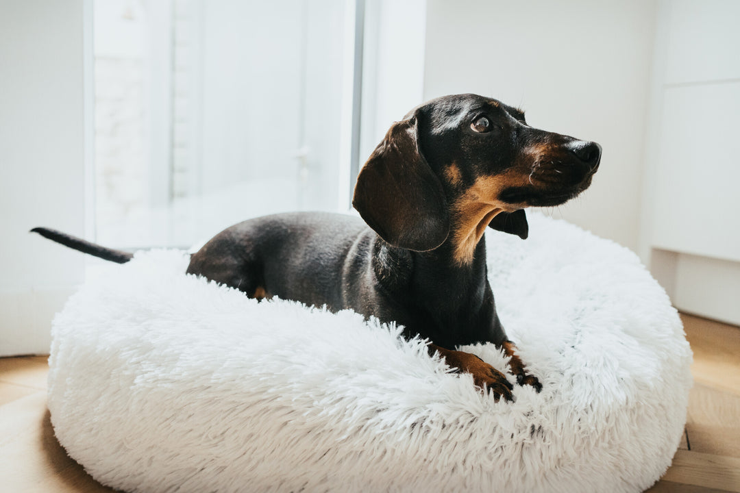 LOPPA Cushion - Hunter Pet Store -Cuddly dog and cat cushion with soft plush (polyester) -Ideal place to sleep, relax and snuggle -Filling can be completely removed thanks to zip fasteners -With anti-slip backing -Machine washable at 140°F
