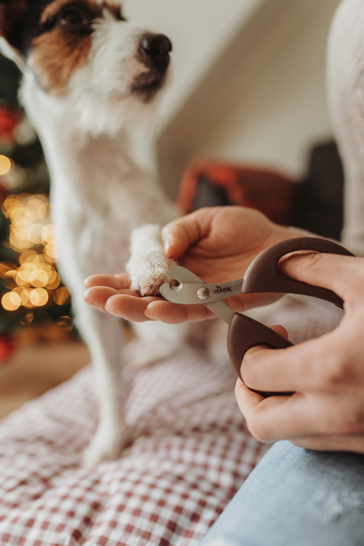 dog getting nails clipped