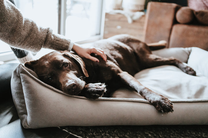 MERIDA Sofa Orthopedic - Hunter Pet Store -Orthopaedic sofa for dogs with joint and back problems -Lying surface with pressure-relieving memory foam flakes -Pleasantly soft feel and elegant look -Anti-slip underside -Removable cover washable at 140 °F -Made in Europe