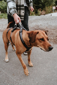 Harness MALDON Safety