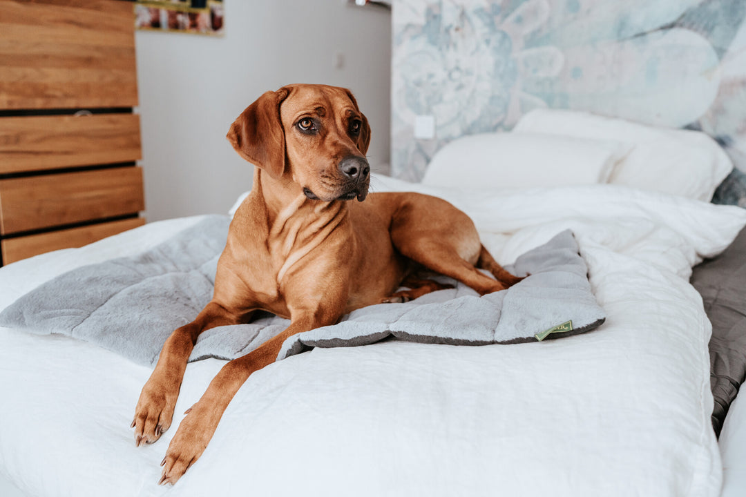 ROCKFORD Blanket - Hunter Pet Store -top with very soft and cuddly plush -padded for a high lying comfort -can be rolled up, fixed with Velcro straps and transported in a space-saving way -ideal for traveling -with practical carrying handle -washable at 90°F