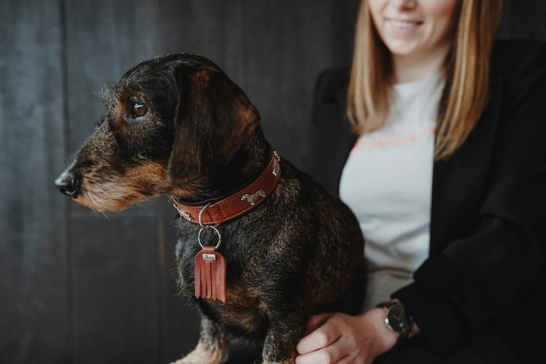 MÜNCHEN Dachshund Leather Collar – Hunter Pet Store