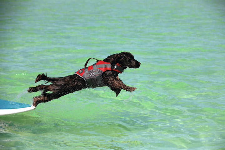 MOSS Life Jacket - Hunter Pet Store -swim vest with hand strap for dogs -ideal for boat and canoe trips as well as stand-up paddling -with Velcro and click fasteners on the belly -optimal safety due to good visibility -easy to clean and washable -can support buoyancy in the water
