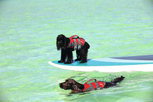 Life jacket Moss