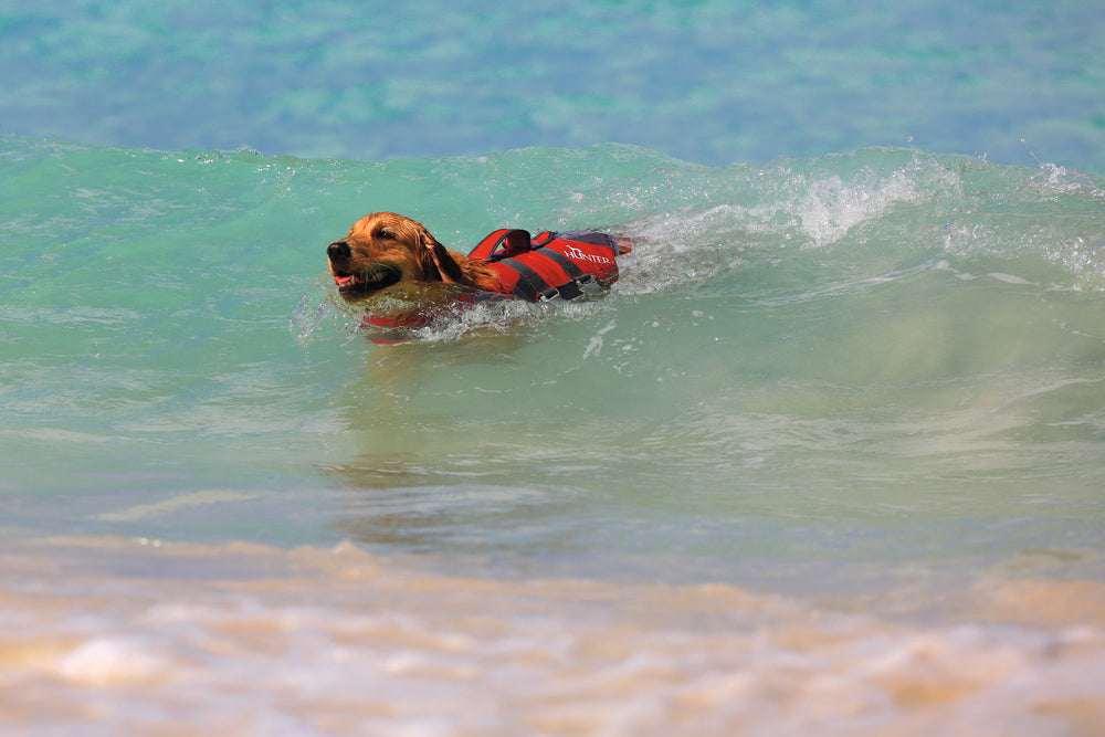 MOSS Life Jacket - Hunter Pet Store -swim vest with hand strap for dogs -ideal for boat and canoe trips as well as stand-up paddling -with Velcro and click fasteners on the belly -optimal safety due to good visibility -easy to clean and washable -can support buoyancy in the water