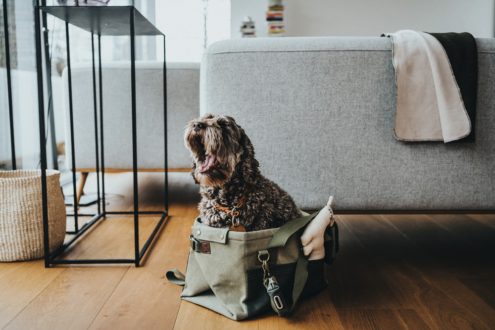 MADISON Dog carrier & blanket - Hunter Pet Store -can be folded out and used as a travel blanket -with practical exterior pockets and dog waste bag carrier -can be carried in the hand or using the shoulder strap -max. load of 15 lbs Size of the bag - length 15.7" x width 9.8" x height 9.8" Size of the blanket - length 36" x width 25.5"