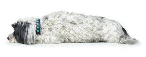 Collar MODICA