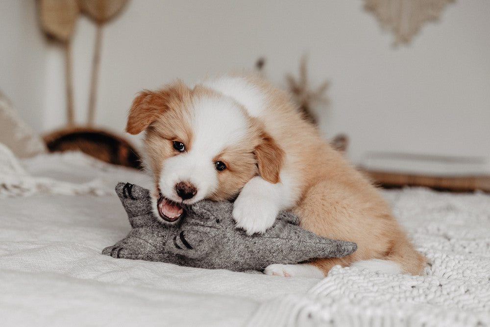 EIBY Elephant Dog toy - Hunter Pet Store -cute animal dog toy, without squeaker -for playing, cuddling and loving -made of up-cycled outer material and recycled filling -attractive yet tough wool/polyester mix -machine washable at 86 °F